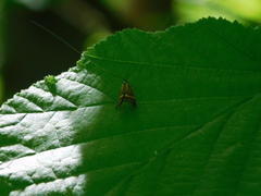 Nemophora degeerella