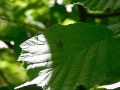 Nemophora degeerella