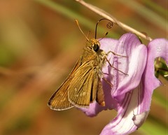 Hesperia attalus slossonae