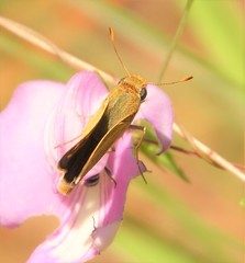 Hesperia attalus slossonae