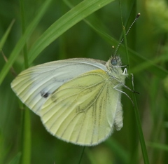 Pieris napi