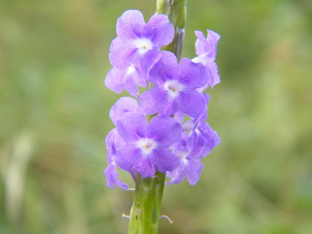 Stachytarpheta indica (Stachytarpheta indica)