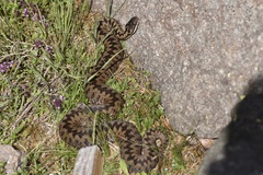 Vipera berus berus