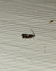 Grapholita interstinctana