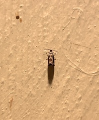 Grapholita interstinctana