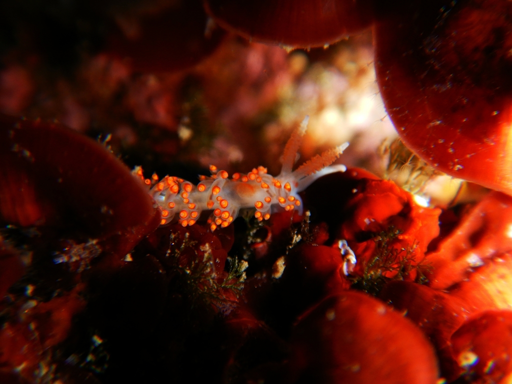 Berghia verrucicornis