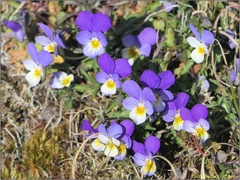 Viola tricolor curtisii
