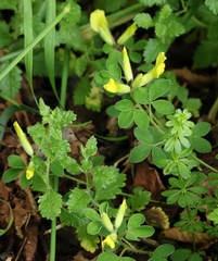 Chamaecytisus hirsutus