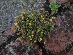 Trifolium micranthum