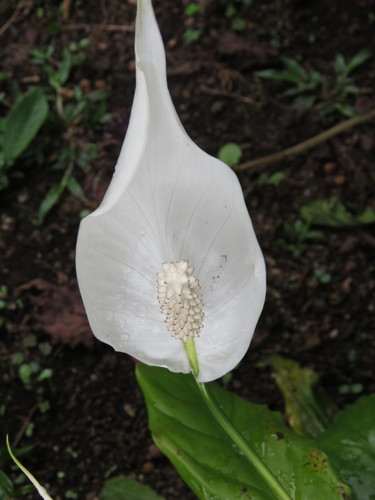 Spathiphyllum image
