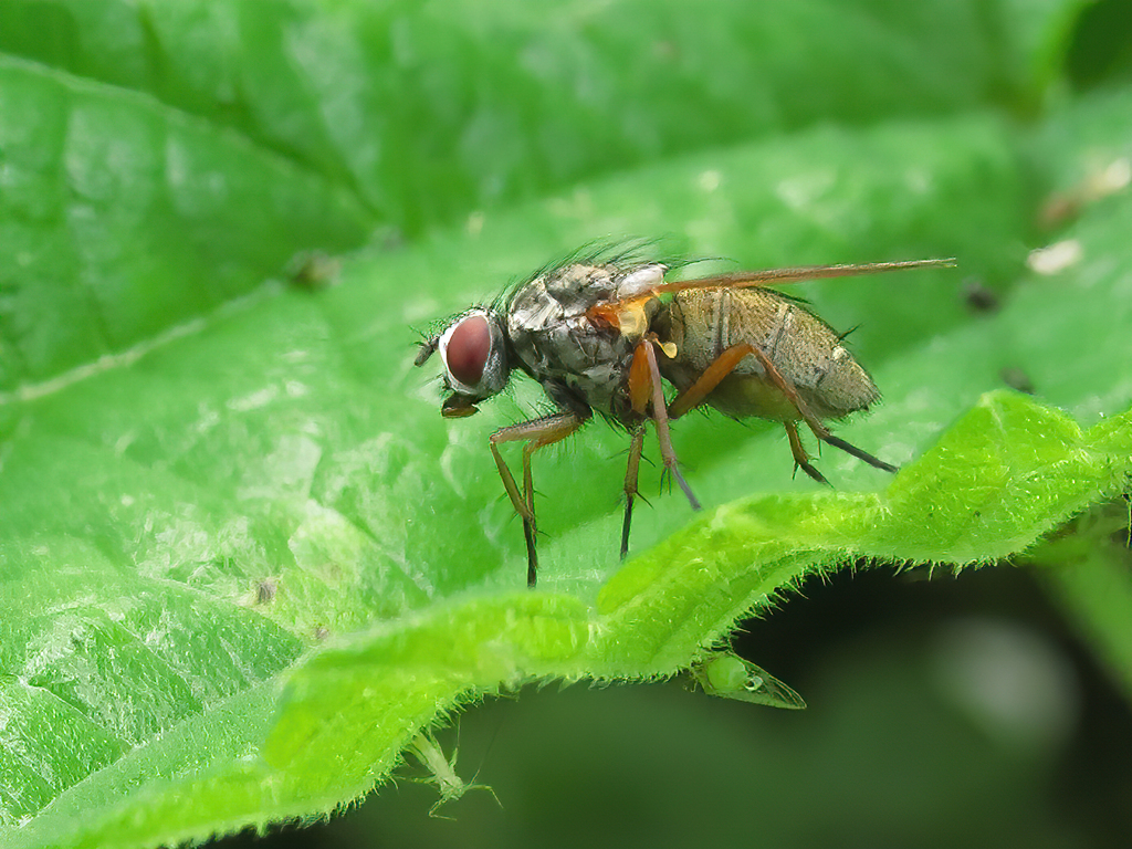 Hydrophoria linogrisea
