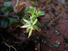 Trifolium micranthum