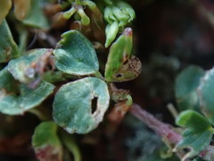 Trifolium micranthum