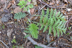 Tanacetum corymbosum