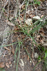 Anthericum ramosum