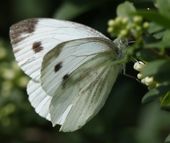 Pieris napi