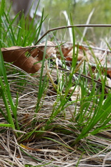Carex humilis