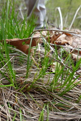Carex humilis