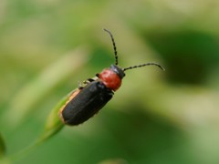 Silis ruficollis