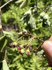 Amelanchier nantucketensis