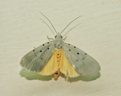Sommeria insulana