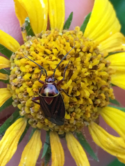 Calocoris barberi