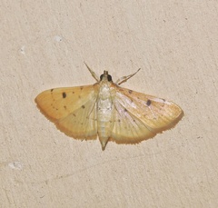 Herpetogramma basalis