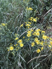 Senecio squalidus