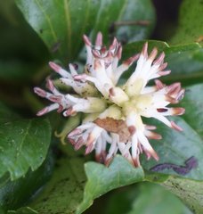 Pachysandra