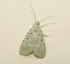 Sommeria insulana