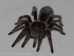 Homoeomma uruguayense