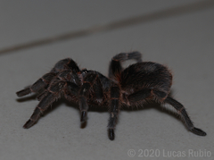 Homoeomma uruguayense