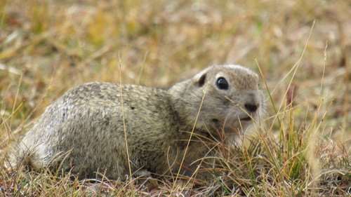 Caucasian Mountain Ground Squirrel