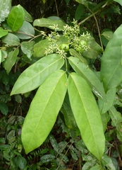Cuviera acutiflora