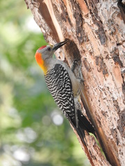 Melanerpes aurifrons