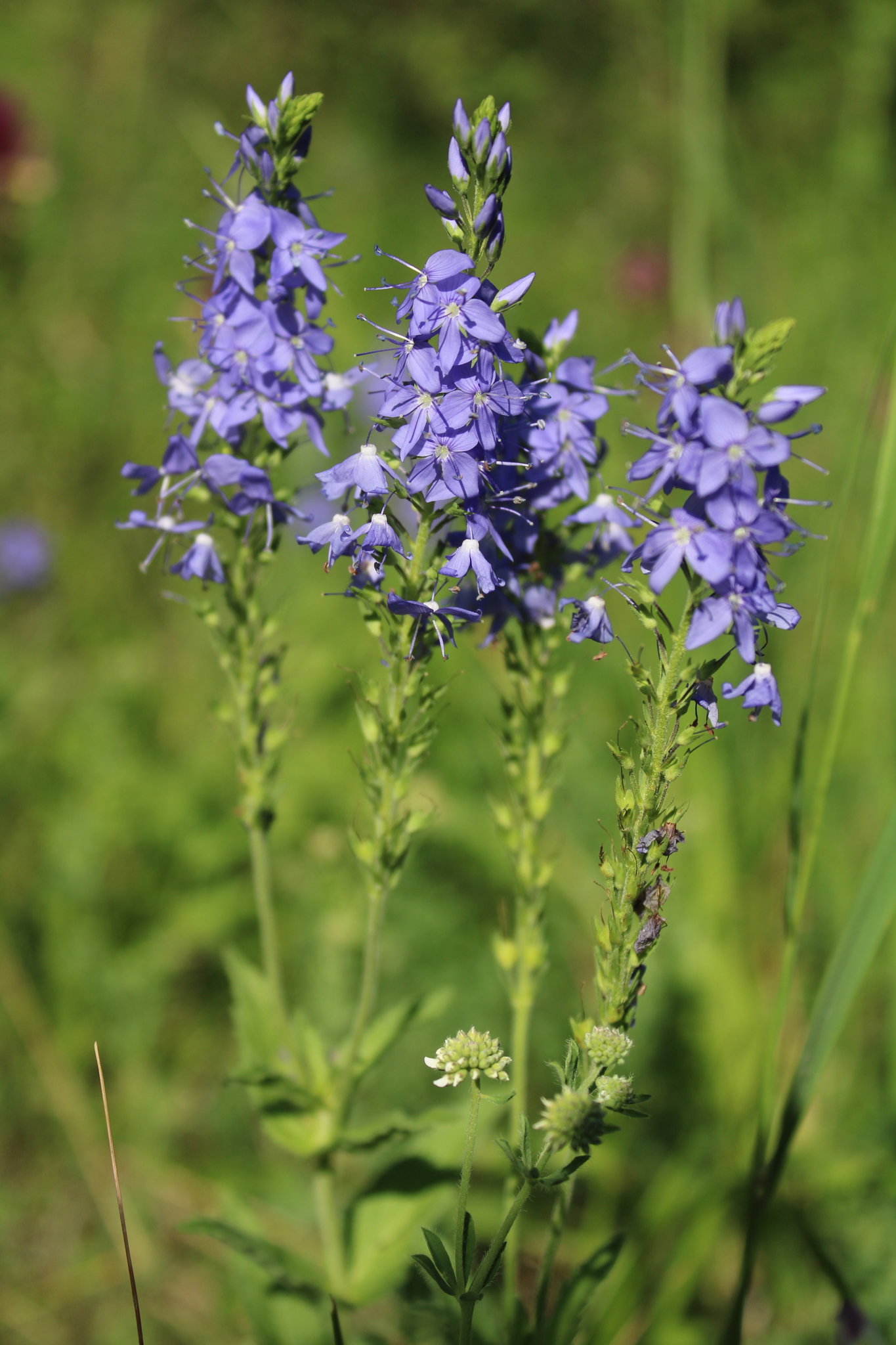Veronica teucrium