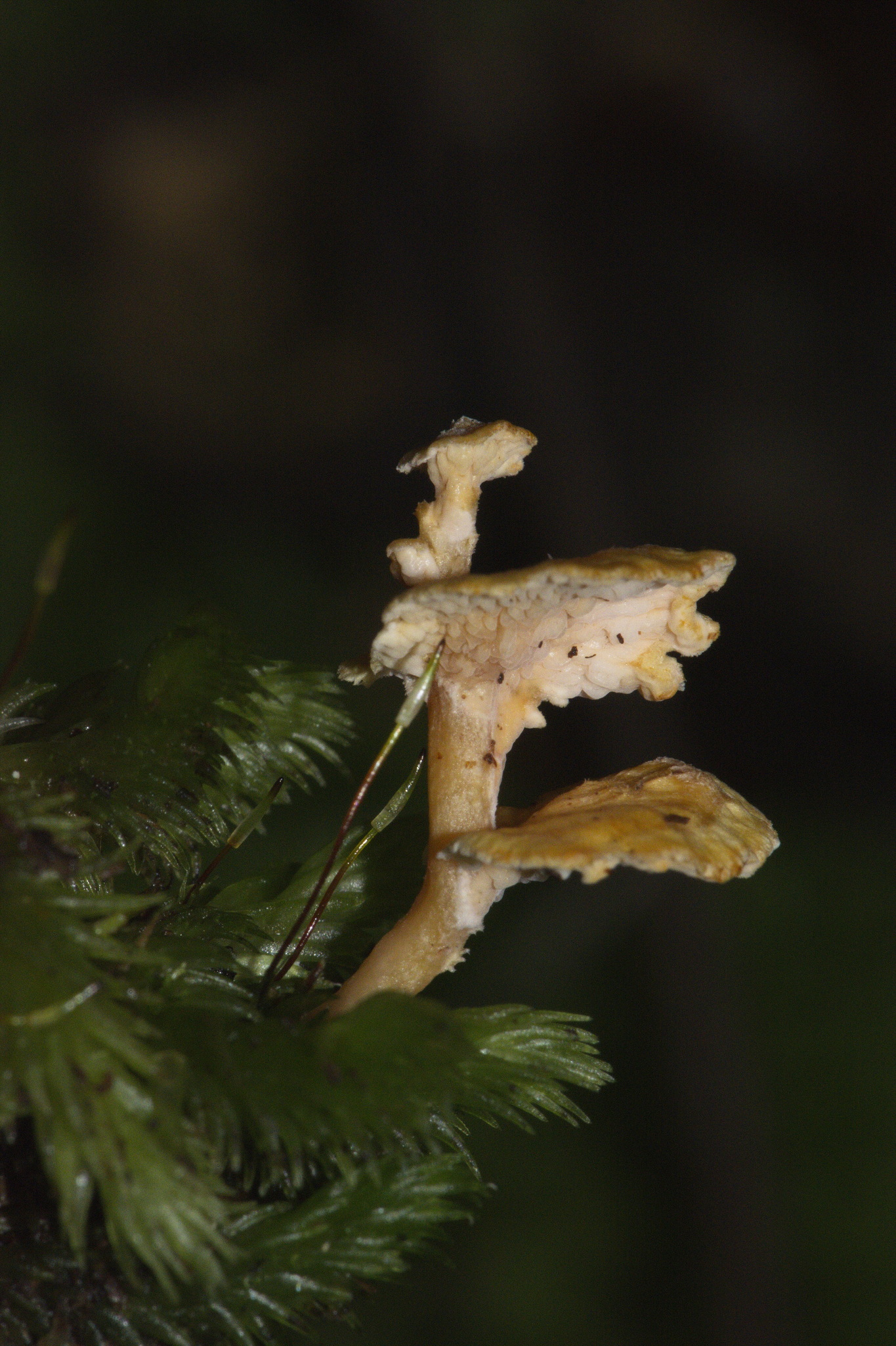 Amylocorticiaceae image