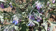 Mertensia oblongifolia