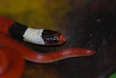 Phalotris matogrossensis