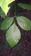 Fraxinus