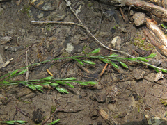 Festuca subverticillata