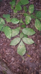 Fraxinus