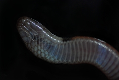 Phalotris matogrossensis