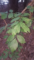 Fraxinus