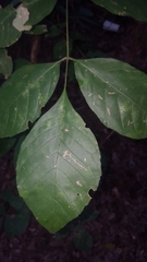 Fraxinus