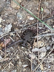 Apterodela unipunctata