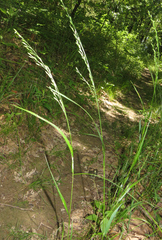 Festuca subverticillata