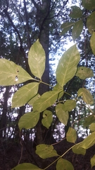 Fraxinus
