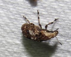 Euparius paganus