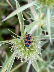 Trichodes leucopsideus